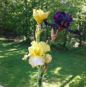 Meet your Posher, Alice